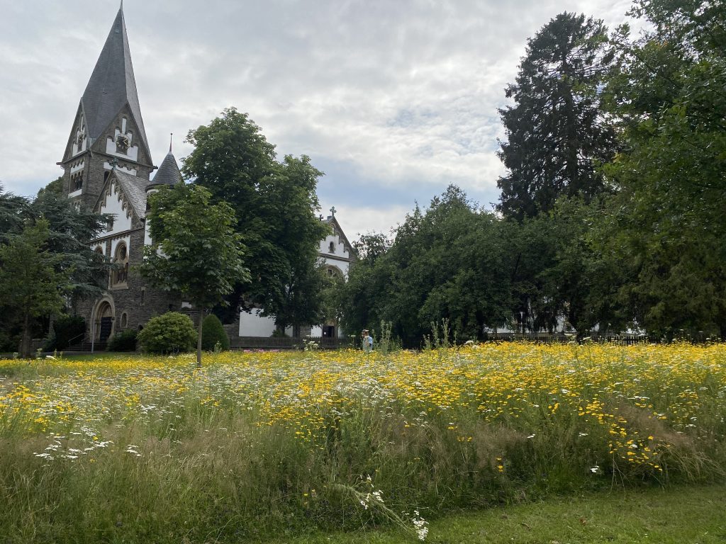 Blühfläche innerorts vor Kirche, hauptsächlich mit gelben und weißen Blüten