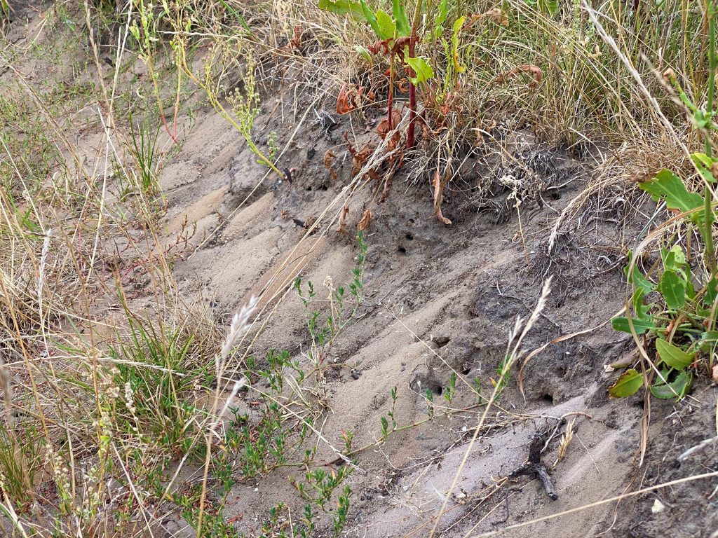 Kolonie der dunkelfransigen Hosenbiene (Dasypoda hirtipes) im Sandboden.
