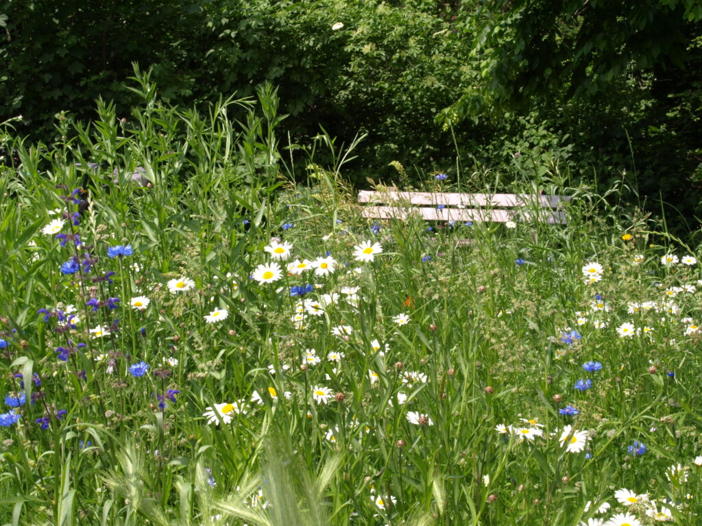 Blumenwiese in Langerwehe, Foto: Linda Trein