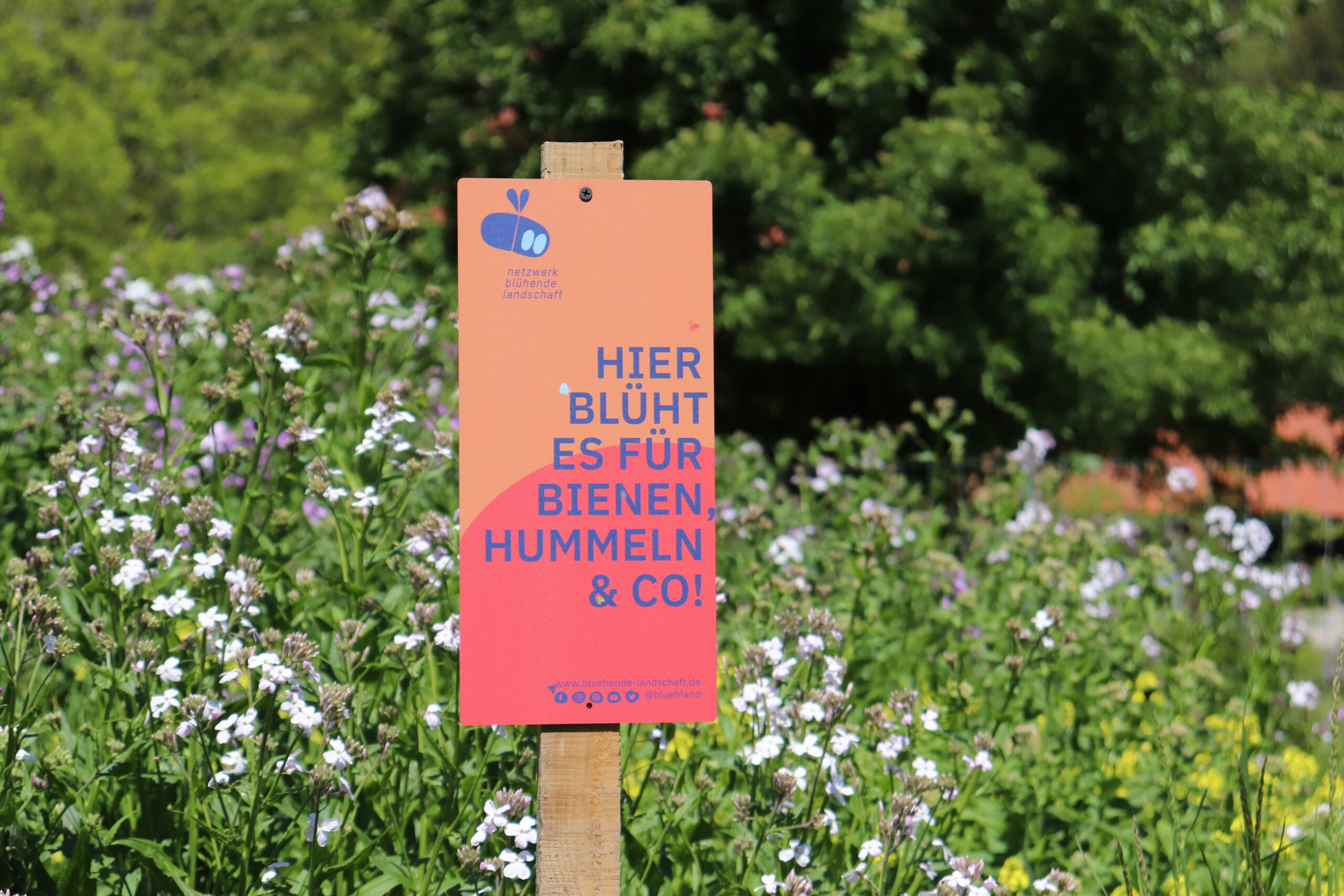 Feldschild "Hier blüht es für Bienen, Hummeln und Co!", Foto von Nick Leukhardt