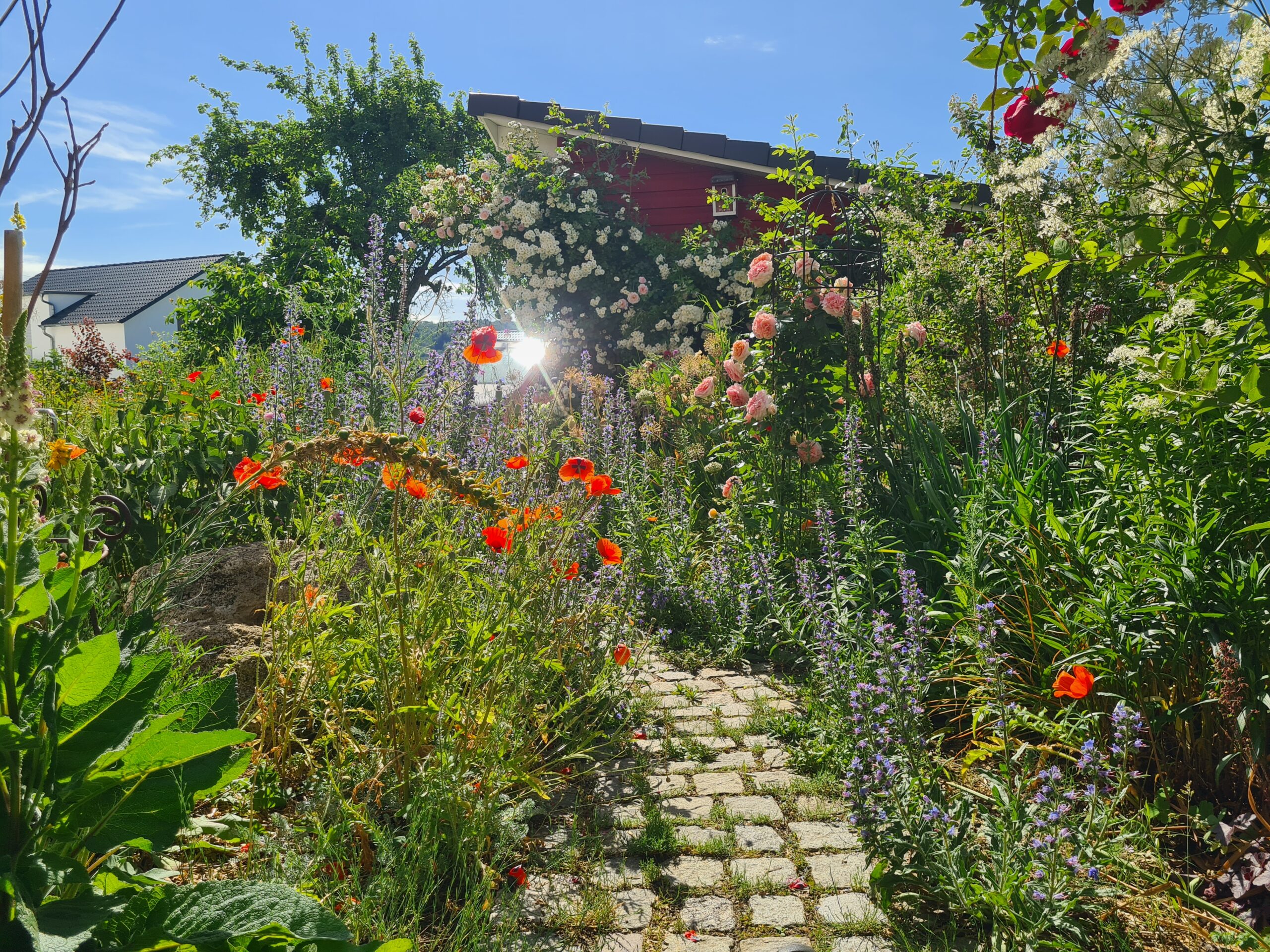 Insektenfreundlicher Garten mit Wild- und Zierpflanzen, Foto: Janina D'Alvise