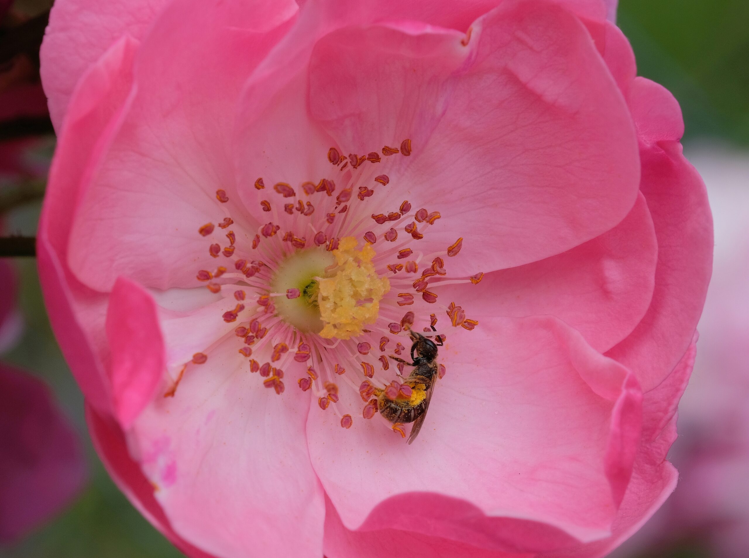 Wildbiene in ungefüllter Rosenblüte, Foto: Willibald Lang