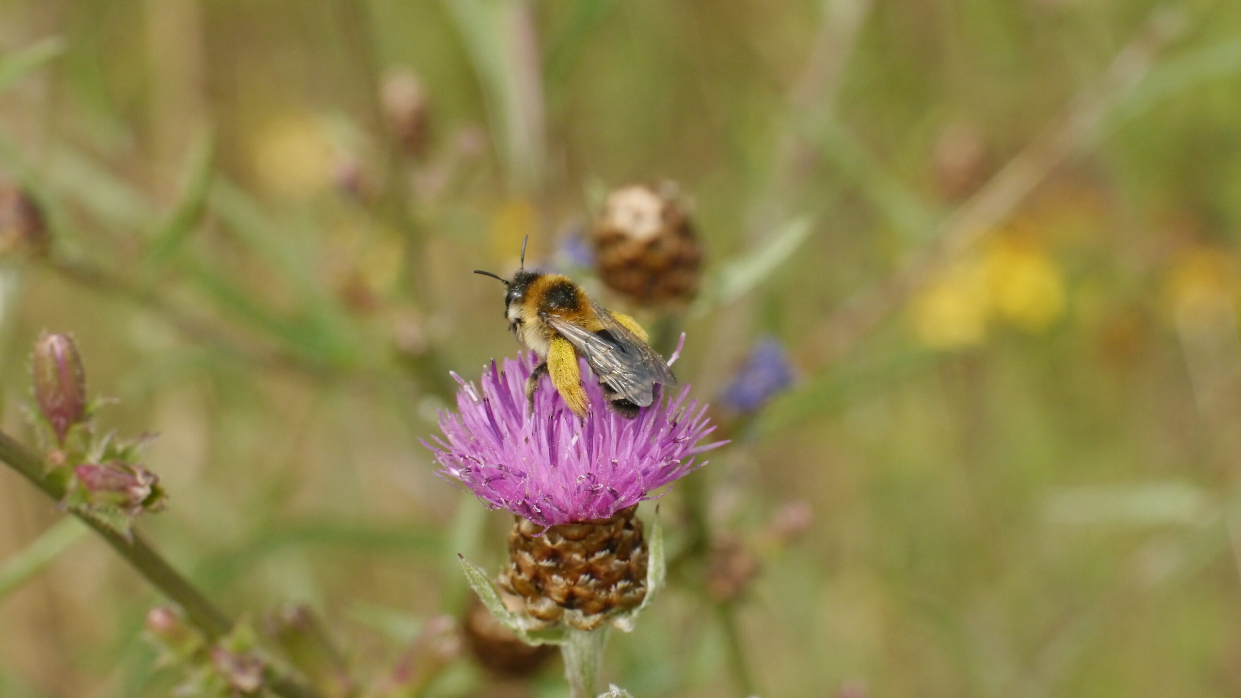 Hosenbiene in der Blühenden Landschaft, Foto: H. Knefelkamp