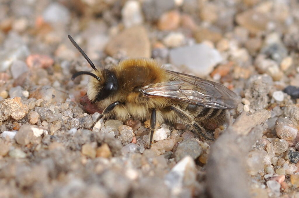 Frühlings-Seidenbiene (Colletes cunicularius). Foto von Aiwok (Wikimedia Commons (https://creativecommons.org/licenses/by-sa/3.0/deed.en)