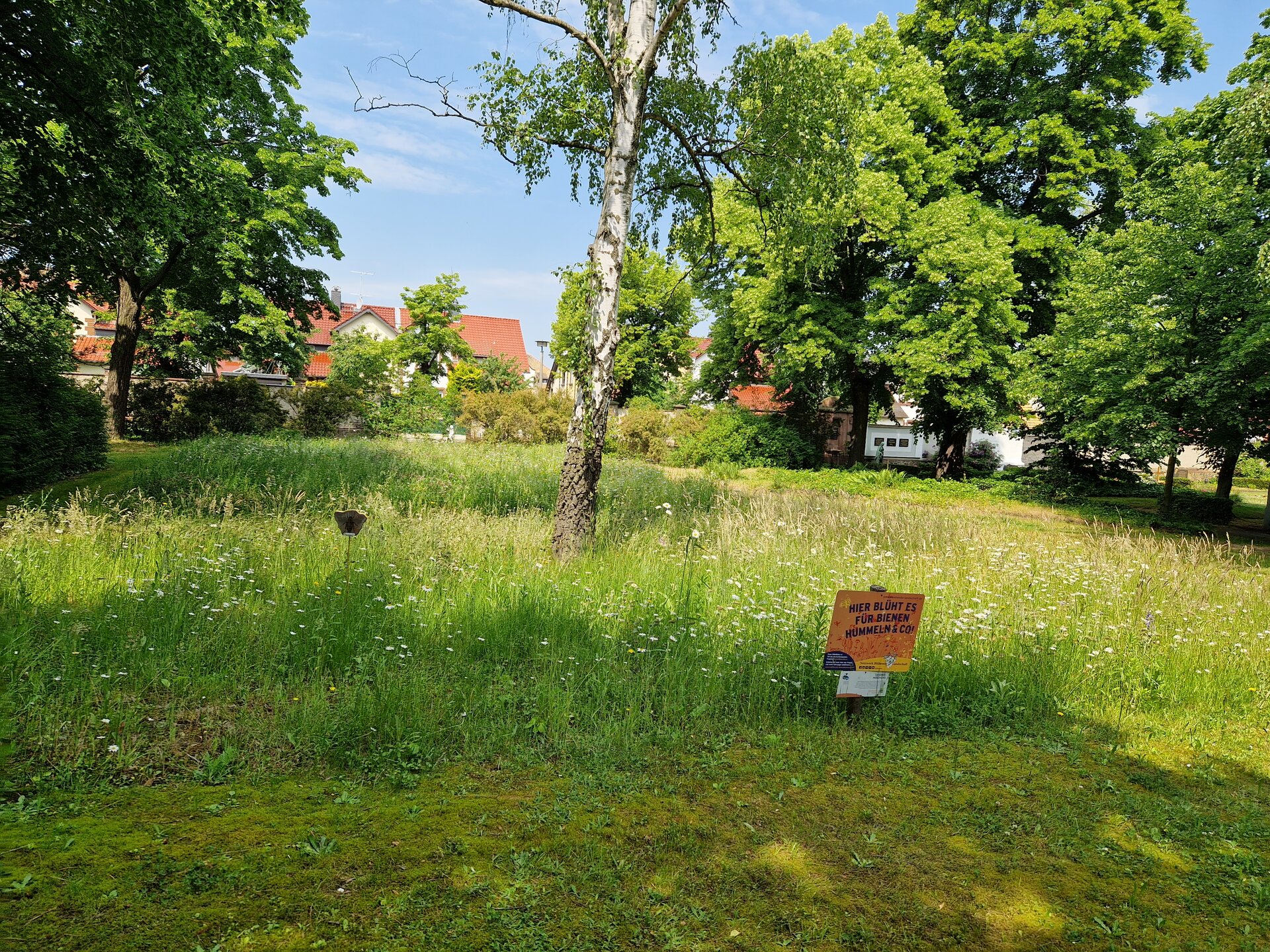 Blumenwiese auf dem Friedhof Wurzen im Juni 2023. Foto: Krüger