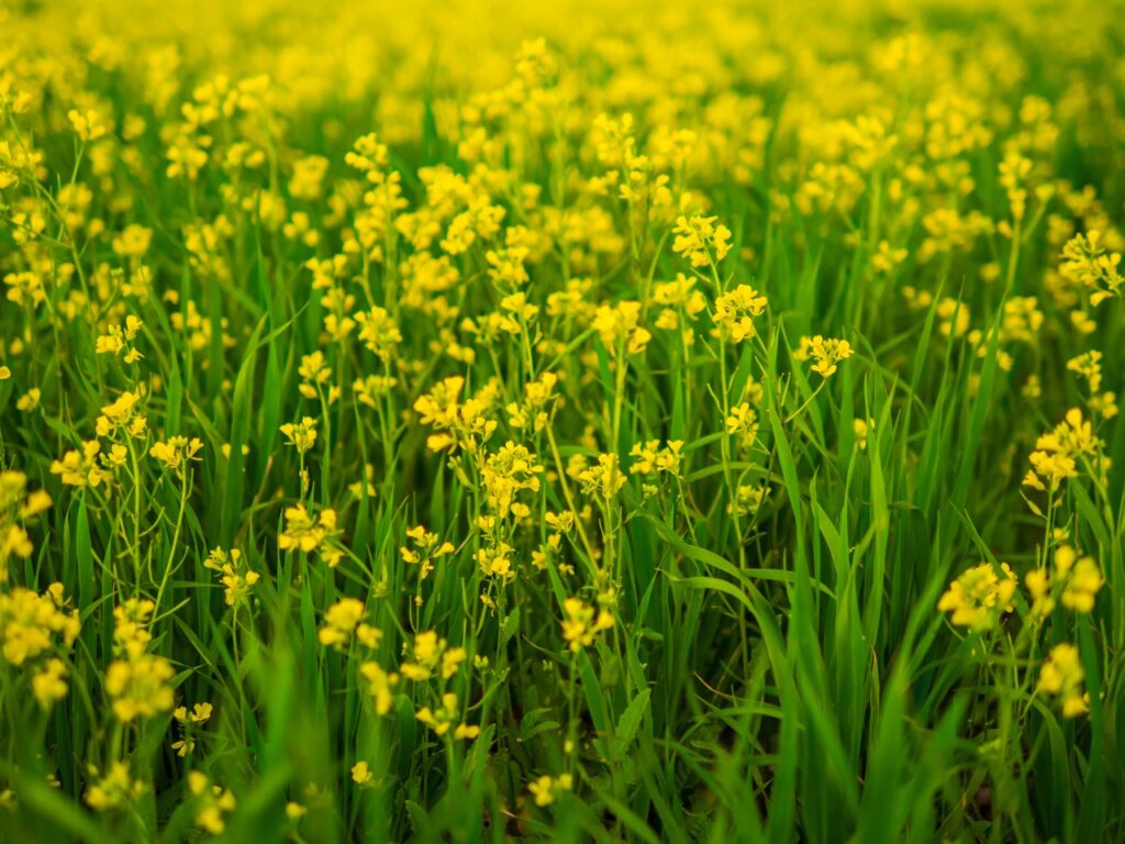 Rapeseed,Oil,In,Rape,Field.,Beautiful,Yellow,Flowers