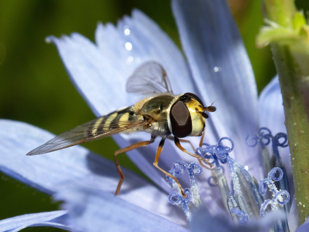 Insekten und Wildblumen genau betrachtet: Christa Bärmann