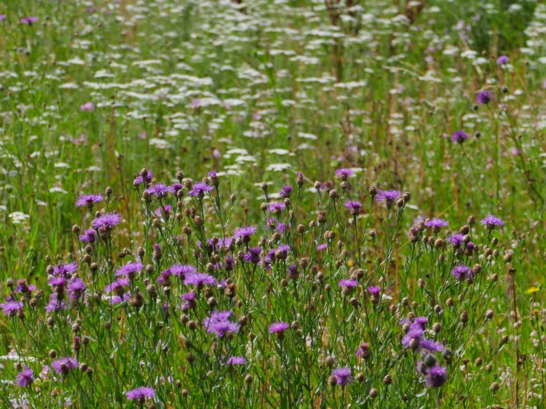 Blumenwiese des FreiLand e.V. Foto: Corinna Brachmann