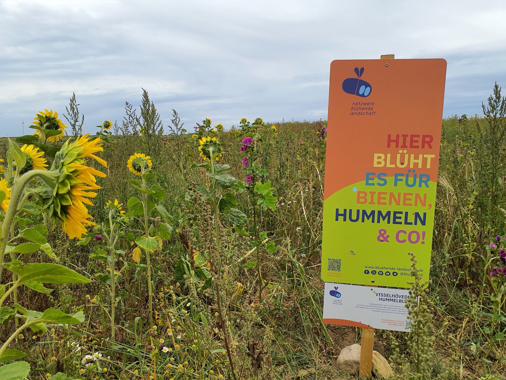 Mehrjähriger Nützlingsstreifen im ersten Jahr im Havelland. Foto: Janine Hübner