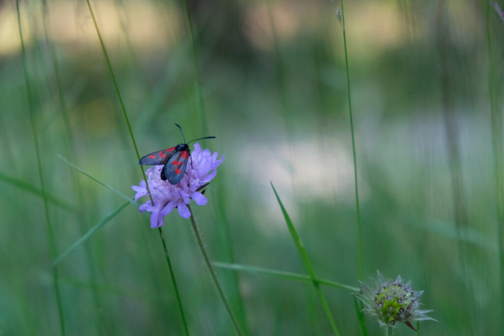 Insekten und Wildblumen genau betrachtet: Katharina Köhn