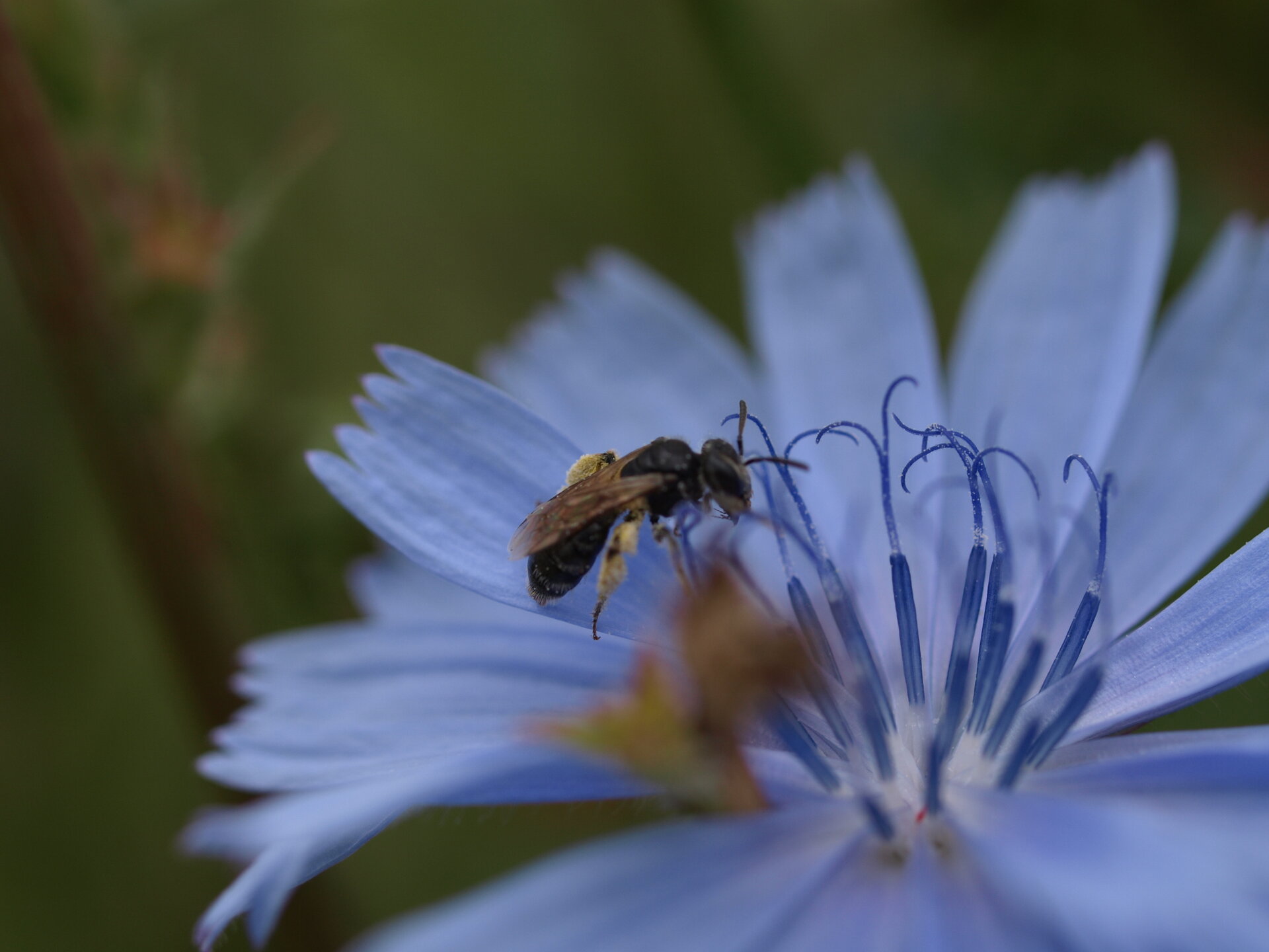 Wildbiene auf Wegwarte. Foto: Linda Trein