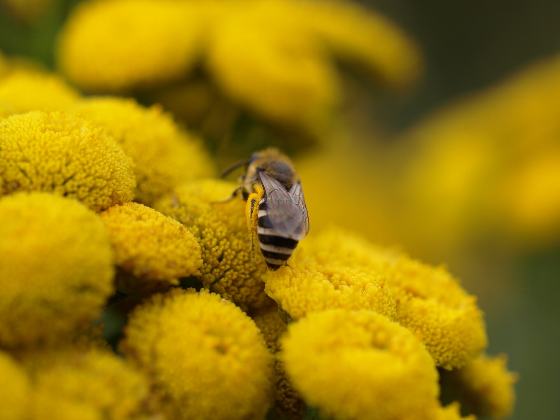 Wildbiene auf Rainfarn. Foto: Linda Trein