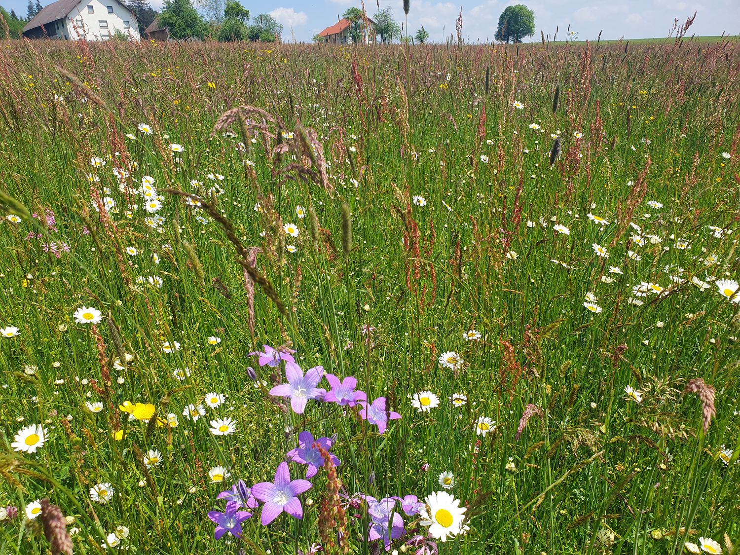 Wiesen-Glockenblume_Blüte1-Grünland-Wiese_A2_Leutkirch-Balterazhofen_26052023_HLoritz_kl.